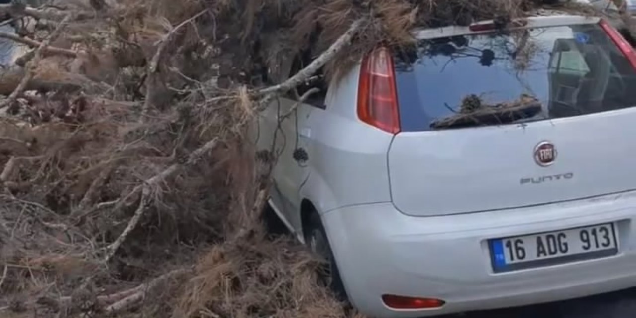 Çürük Ağaç Otomobilin Üzerine Devrildi
