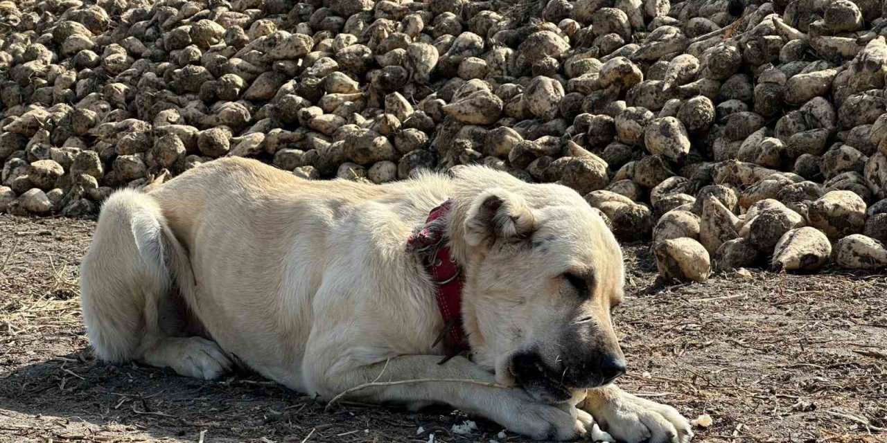 Bu Köpek Günde 4 Kilogram Pancar Yiyor