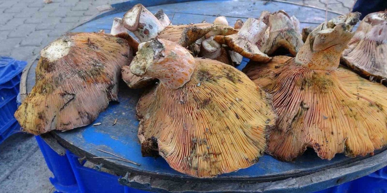 ’Toplaması Zahmetli Yemesi Lezzetli Mantar’ İçin Pazar Kuruldu