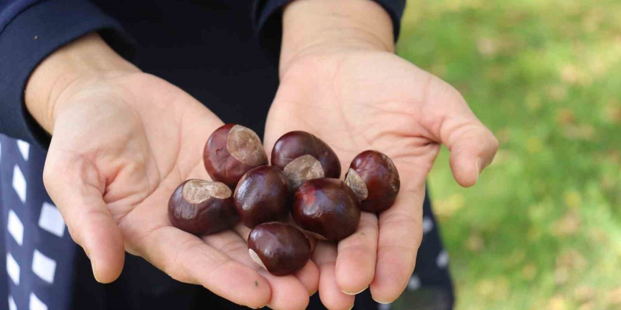 Parklarda Bolca Bulunmaya Başlanan At Kestanelerine Dikkat