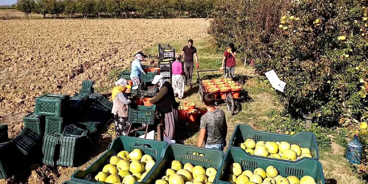 Deveci Armudu Yüzleri Güldürdü