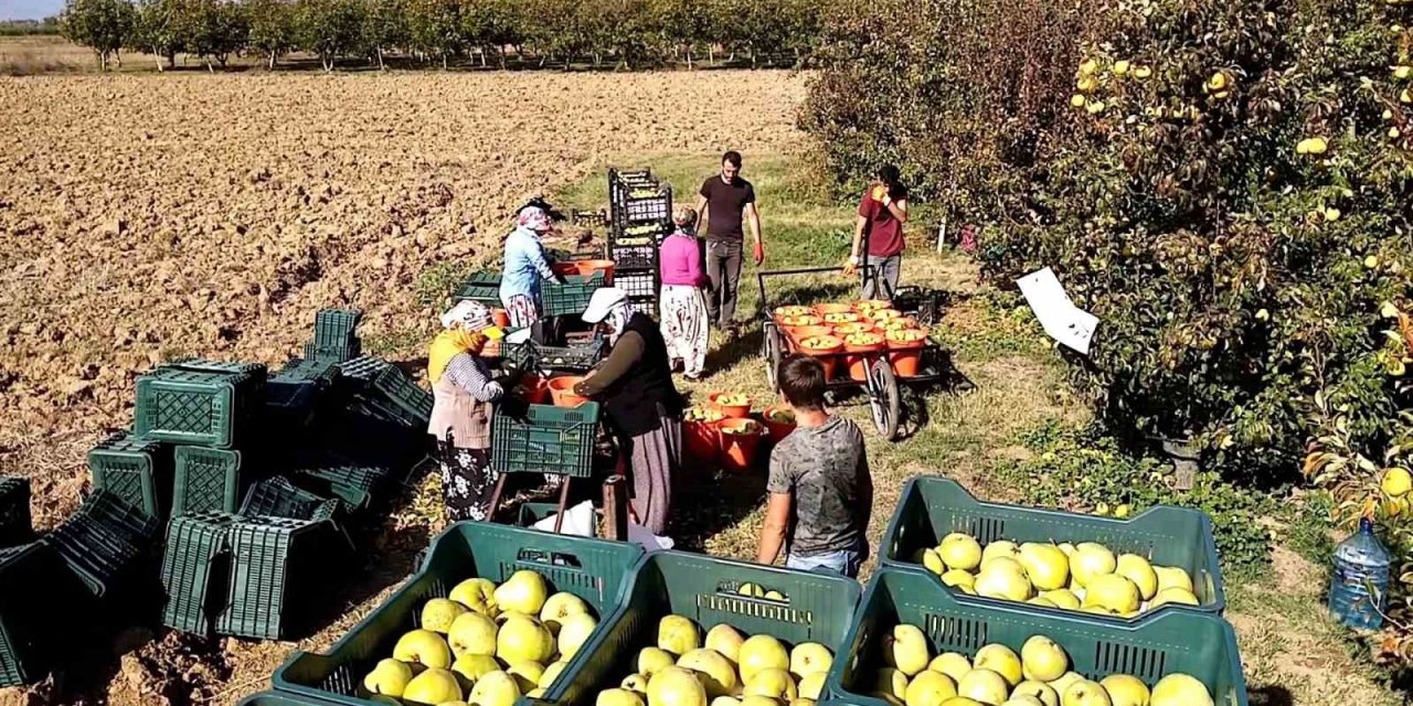 Deveci Armudu Yüzleri Güldürdü