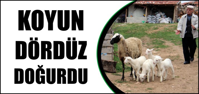 KOYUN DÖRDÜZ DOĞURDU