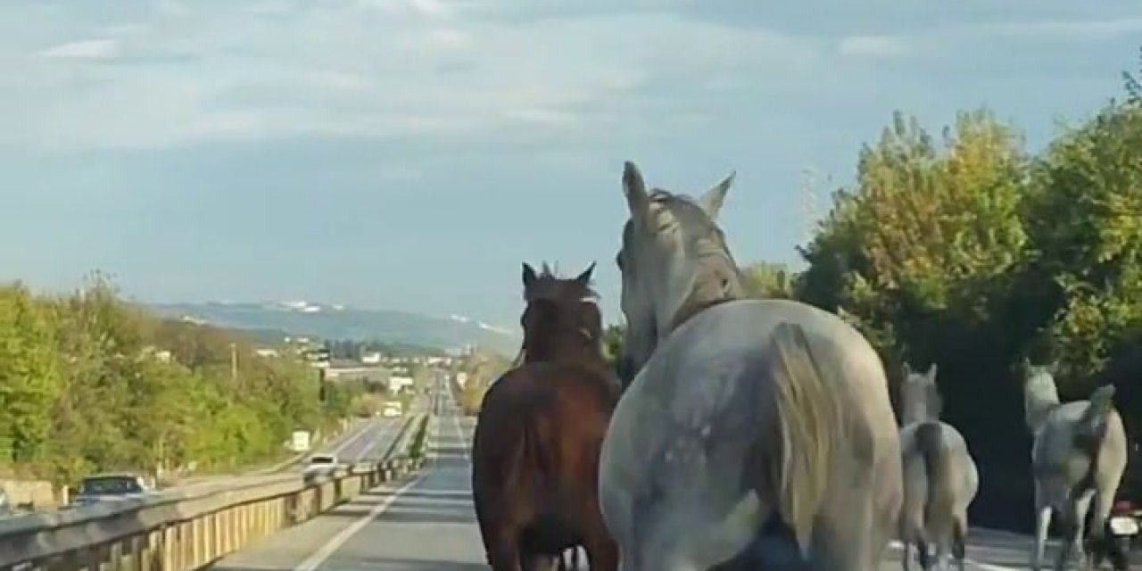 Asfaltı Pist Sanıp Dörtnala Koştular