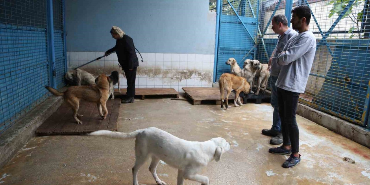 Sürü Halinde Dolaşan Sokak Köpeklerinden Korunma Tüyoları