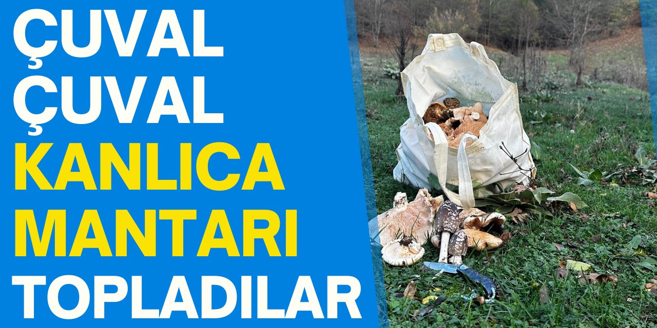 Çuval Çuval Kanlıca Mantarı Topladılar