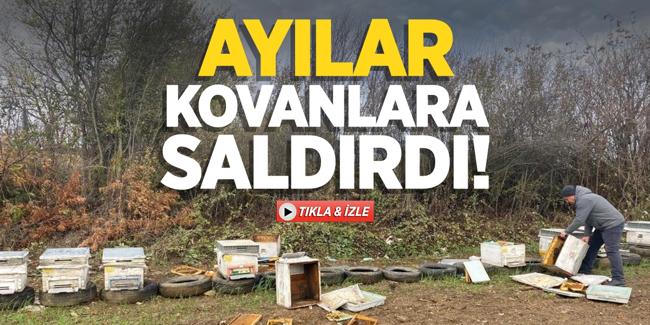 Bilecik'te ayılar kovanlara saldırdı!