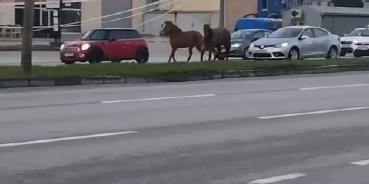 Başı Boş Atlar Tehlike Saçıyor