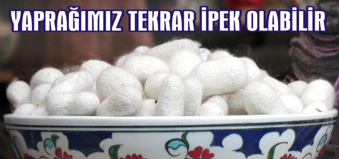 YAPRAĞIMIZ TEKRAR İPEK OLABİLİR