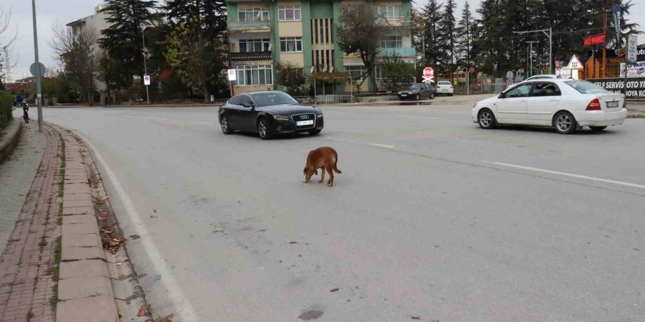 Yol Ortasında Bekleyen Köpek Sürücülere Zor Anlar Yaşattı