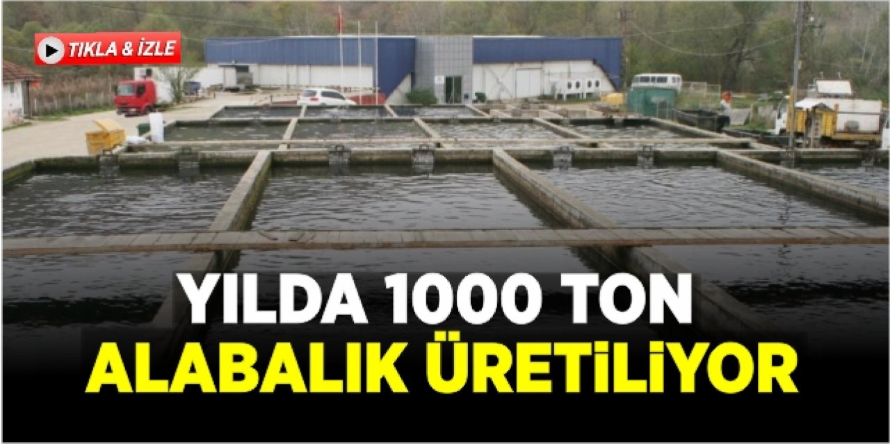 Yılda  Bin Ton Alabalık Üretiliyor