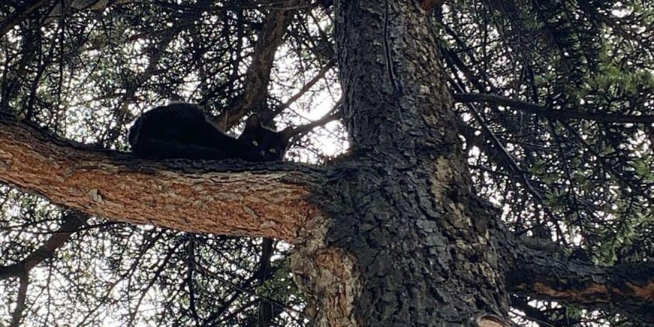Ağaçta Kalan Kediyi  Kurtardılar