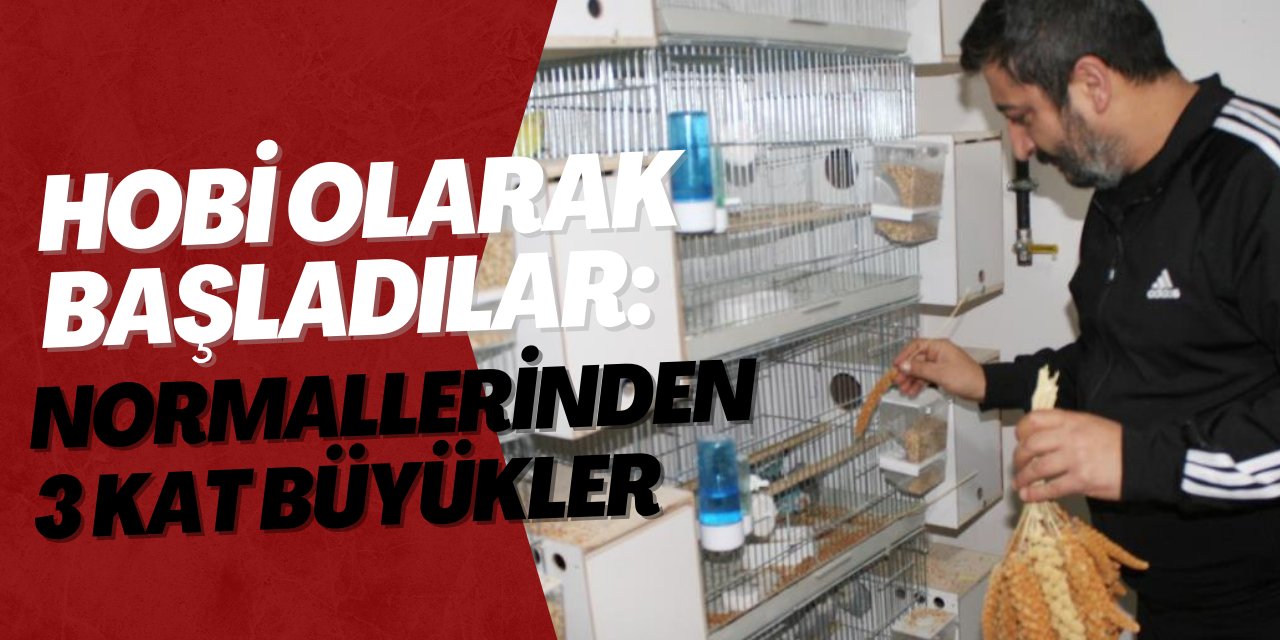 Hobi Olarak Başladılar Normallerinden 3 Kat Büyükler