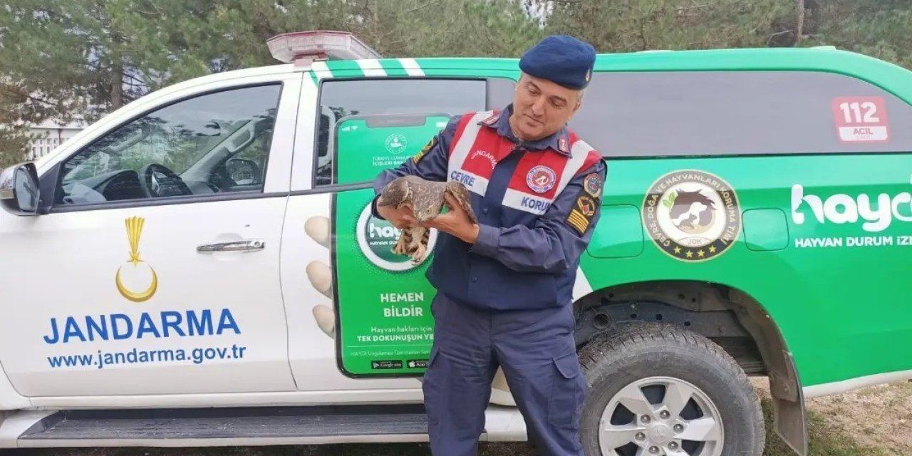 Baykuş Ve Çakır Cinsi Yaralı Kuşlar Tedavi Edildi