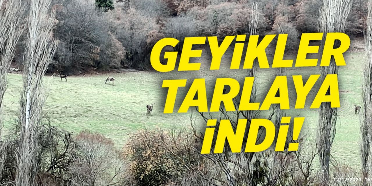 Geyikler tarlaya indi