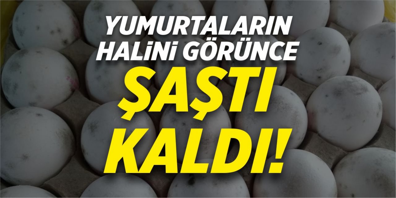 Yumurtaların halini görünce şaştı kaldı!