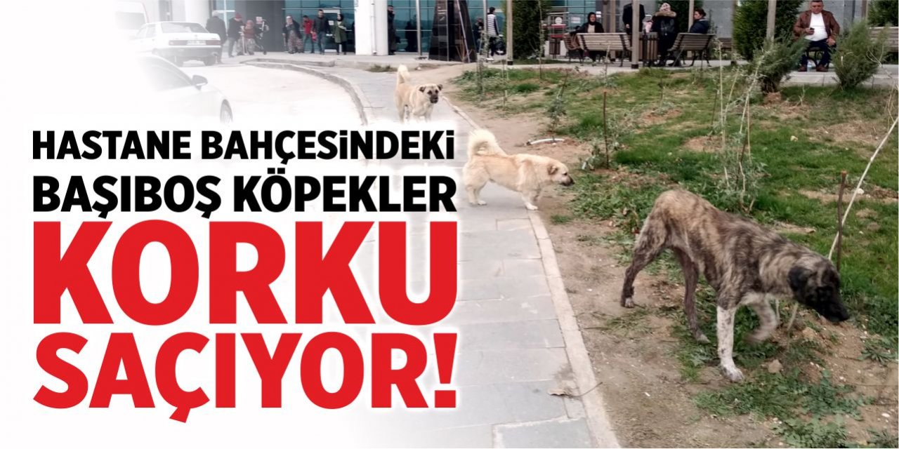 Hastane bahçesindeki başıboş köpekler korku saçıyor!