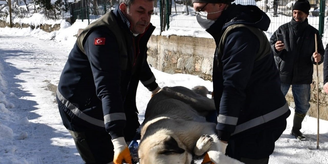 Başıboş Köpekler Mercek Altında