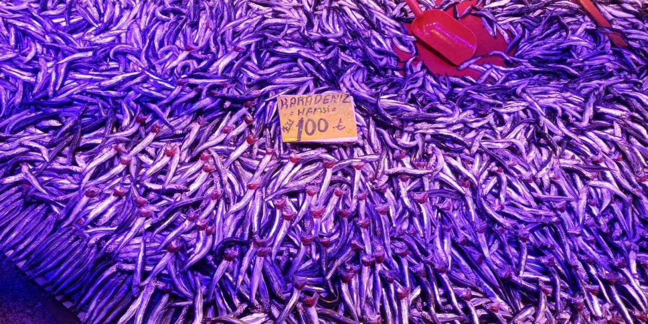 Hamsi Tezgâhında Yoğunluk