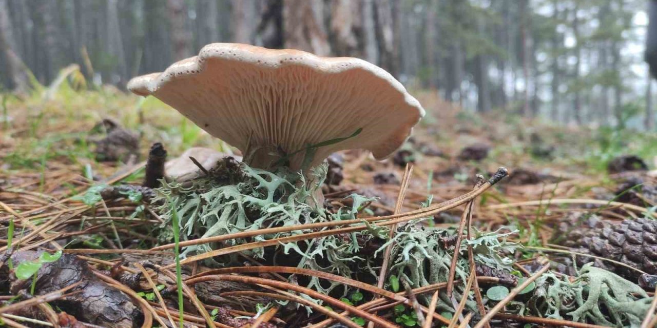 Mantar Zehirlenmesinin Sonuçları Organ Yetmezliğine Kadar Gidebilir