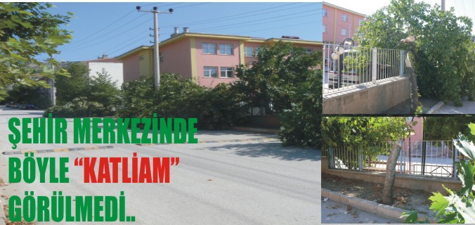 ŞEHİR MERKEZİNDE BÖYLE "KATLİAM" GÖRÜLMEDİ.