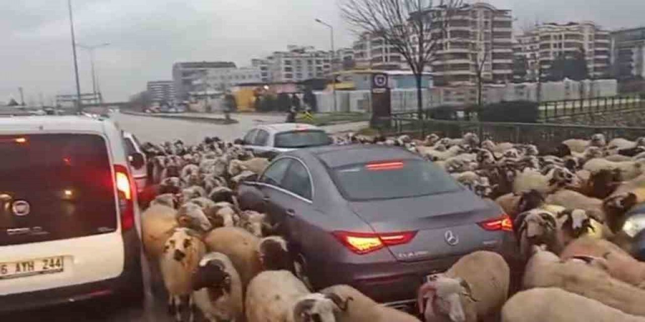 Koyun Sürüsü Çevre Yoluna Çıktı, Trafikte Uzun Kuyruklar Oluştu