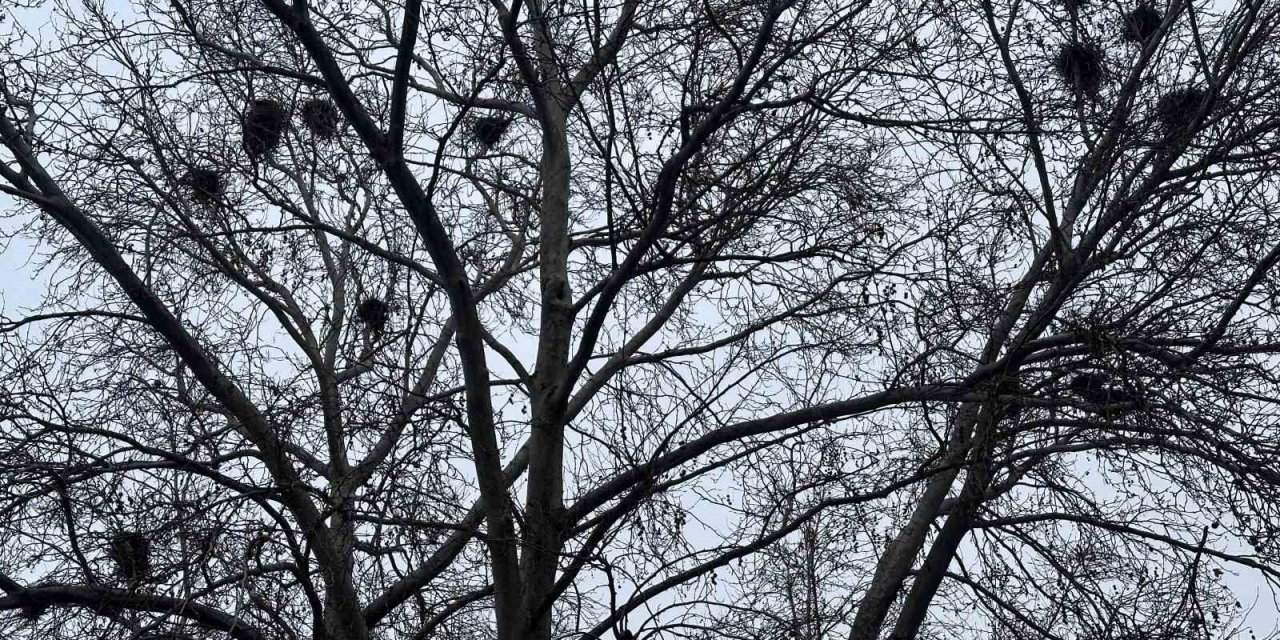 Kuş Yuvalarına Ev Sahipliği Yapan Ağaç Dikkat Çekiyor