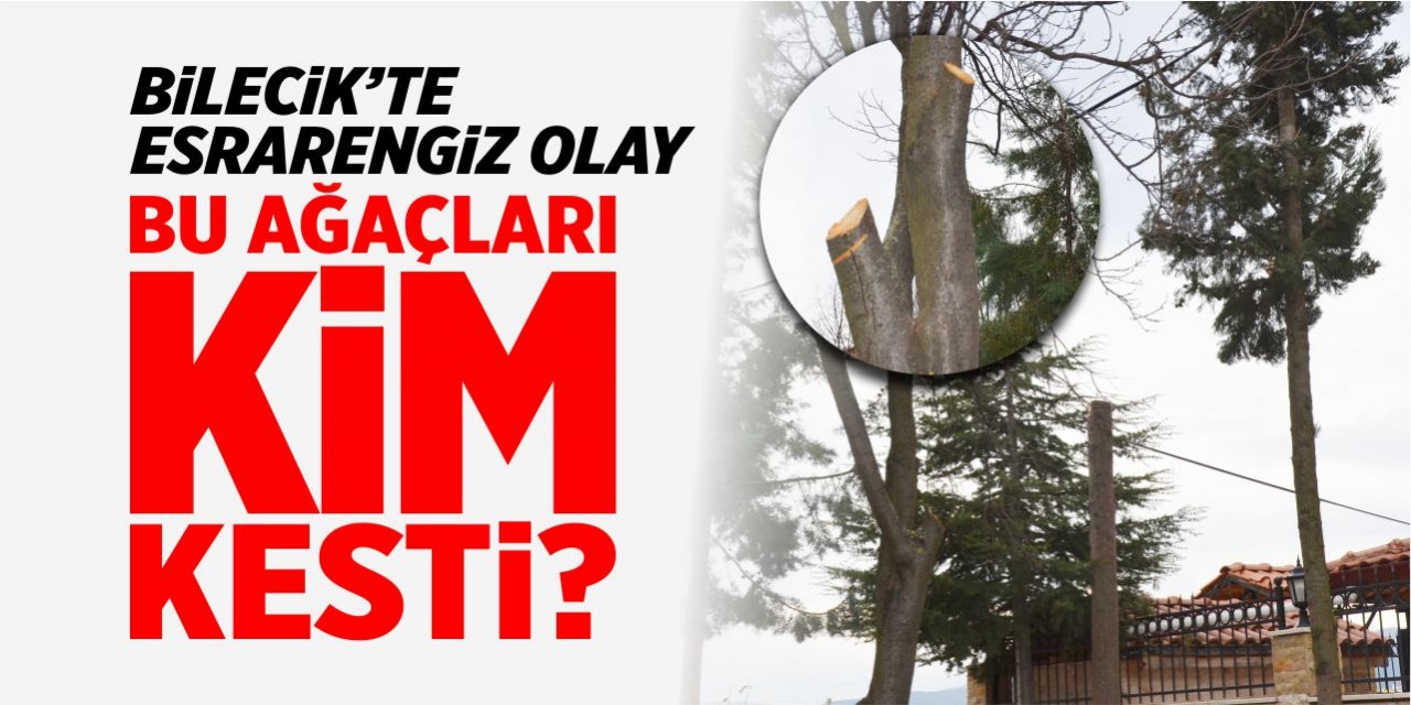 Bu ağaçları kim kesti?