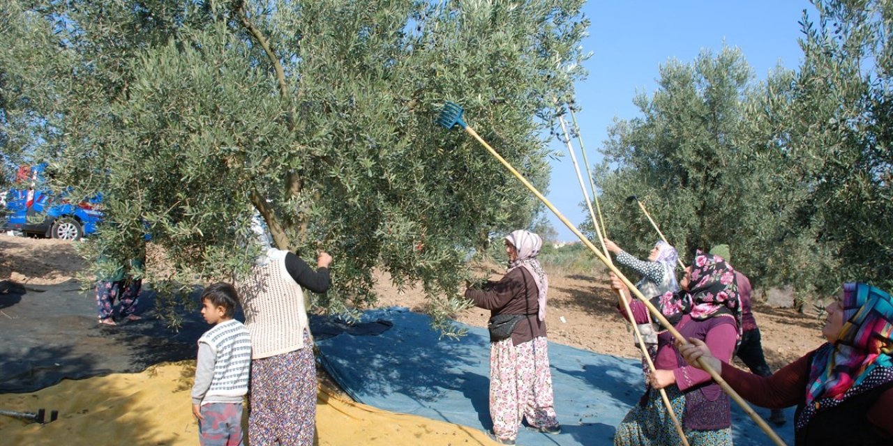 Bu Yıl 4 Bin 500 Ton Zeytin Çıktı