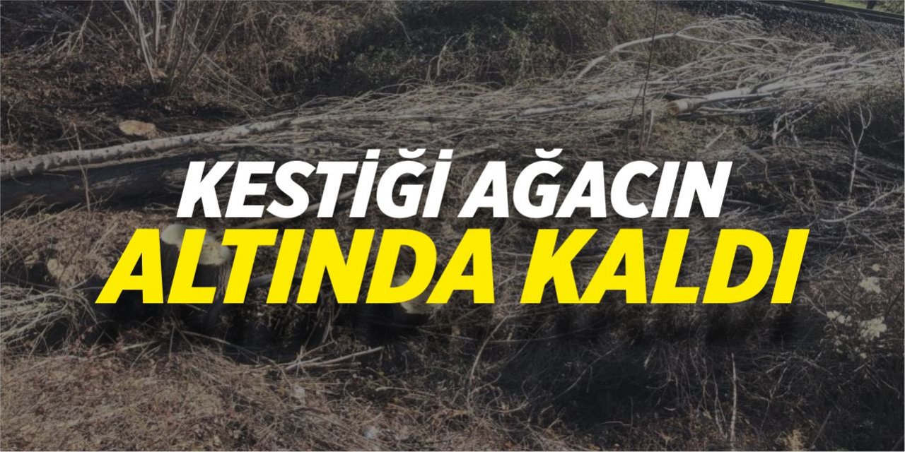 Kestiği ağacın altında kaldı!