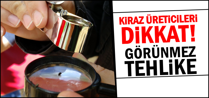 KİRAZ AĞAÇLARINDA GÖRÜNMEZ TEHLİKE