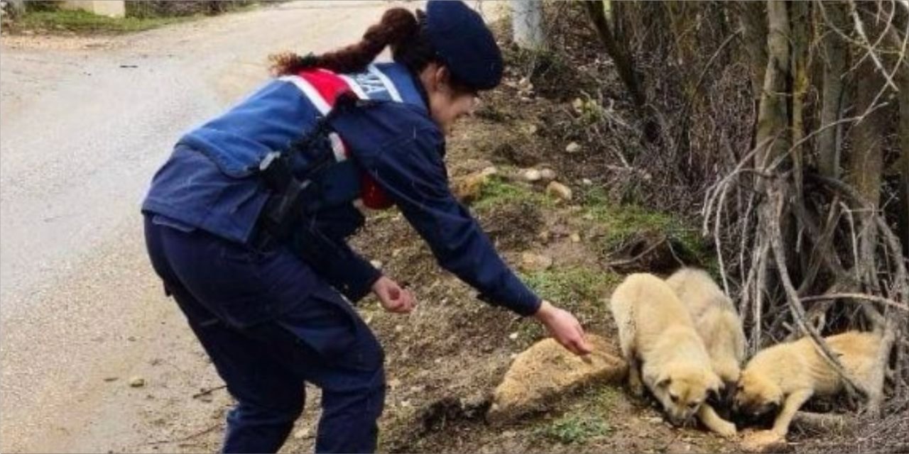 Sokak hayvanlarına yem bırakıldı