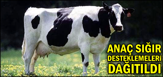 ANAÇ SIĞIR DESTEKLEMELERİ DAĞITILDI