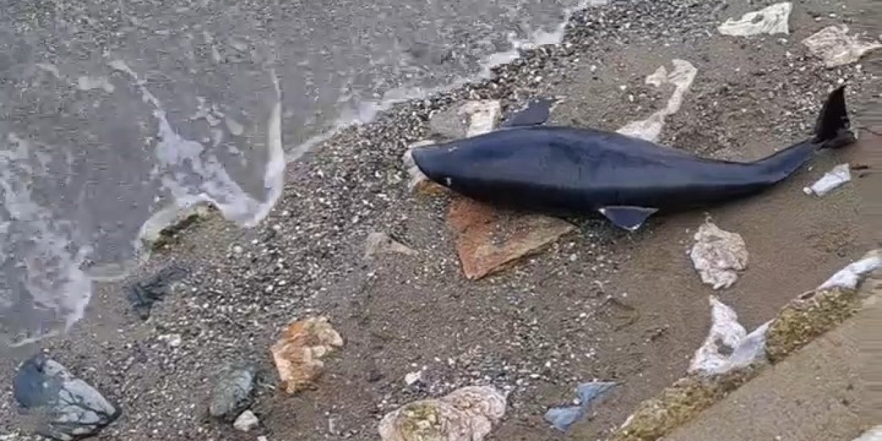 Ölü Yavru Yunus Balığı Karaya Vurdu