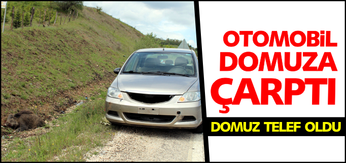 OTOMOBİL DOMUZA ÇARPTI