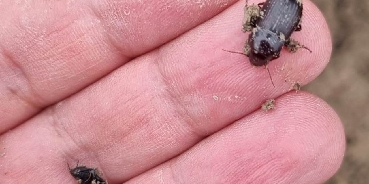 Ekin Kambur Böceği Zararlısı Tespit Edildi