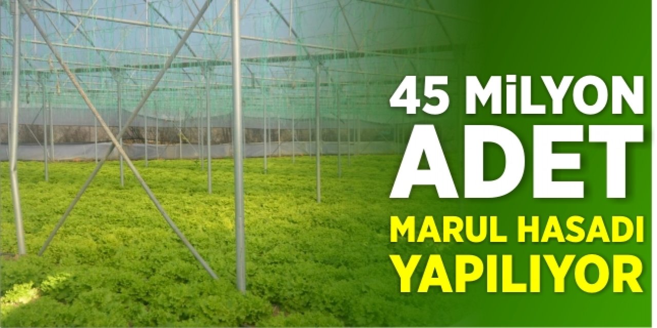 45 Milyon Adet Marul Hasadı Yapılıyor