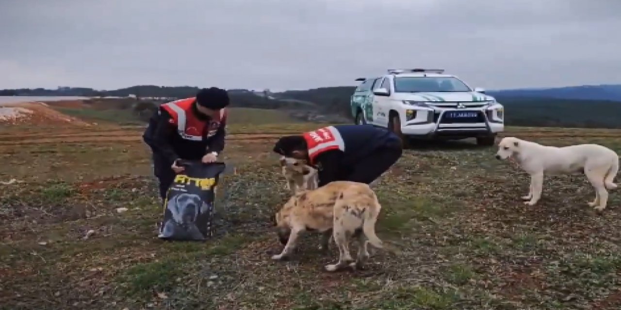 Jandarma sokak hayvanlarına mama dağıttı
