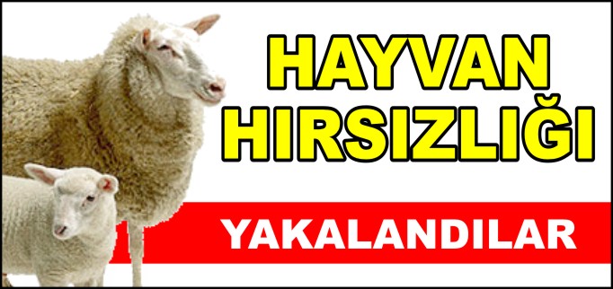 BİLECİK’TE HAYVAN HIRSIZLIĞI