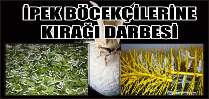 İPEK BÖCEKÇİLİĞİNE KIRAĞI DARBESİ
