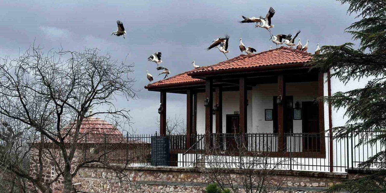 Leylekler Şeyh Edebali Türbesi’nde mola verdi