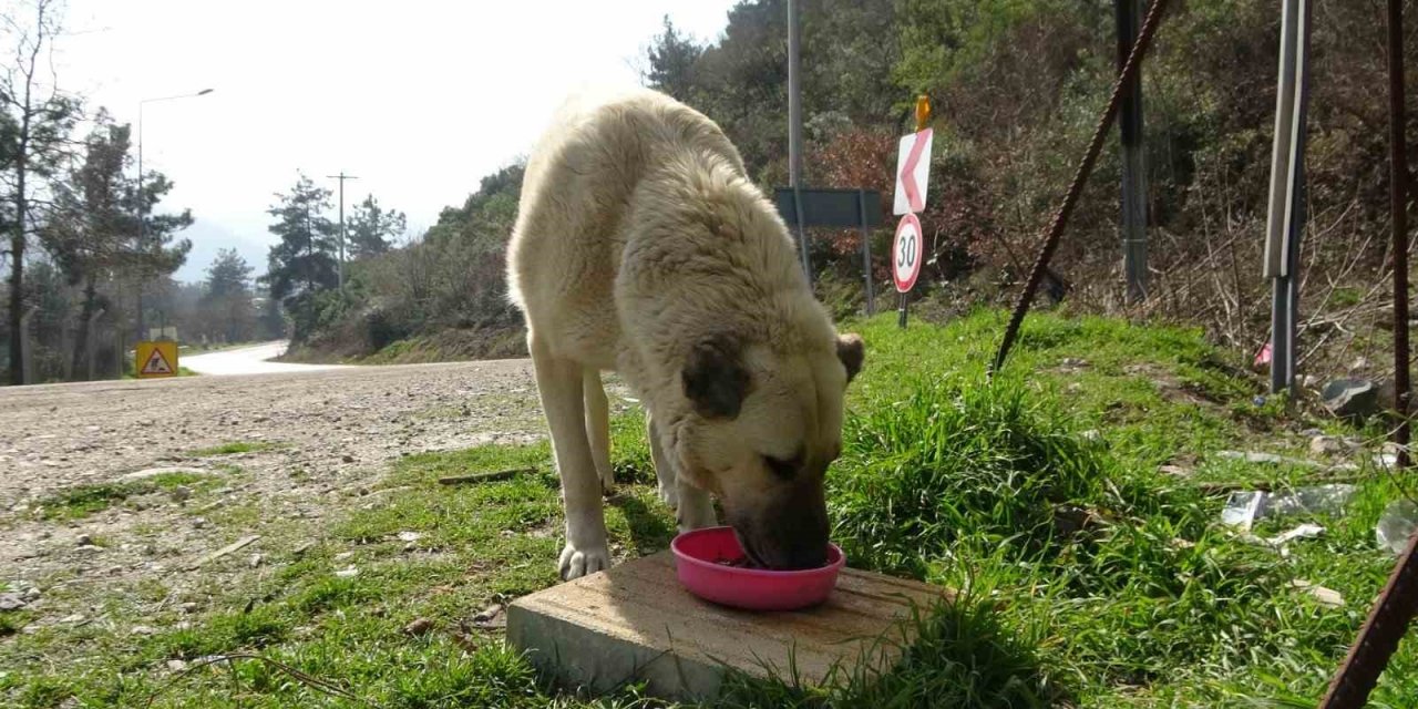 Geri Dönüşüm Atıkları Sokak Hayvanlarına Mama Oldu