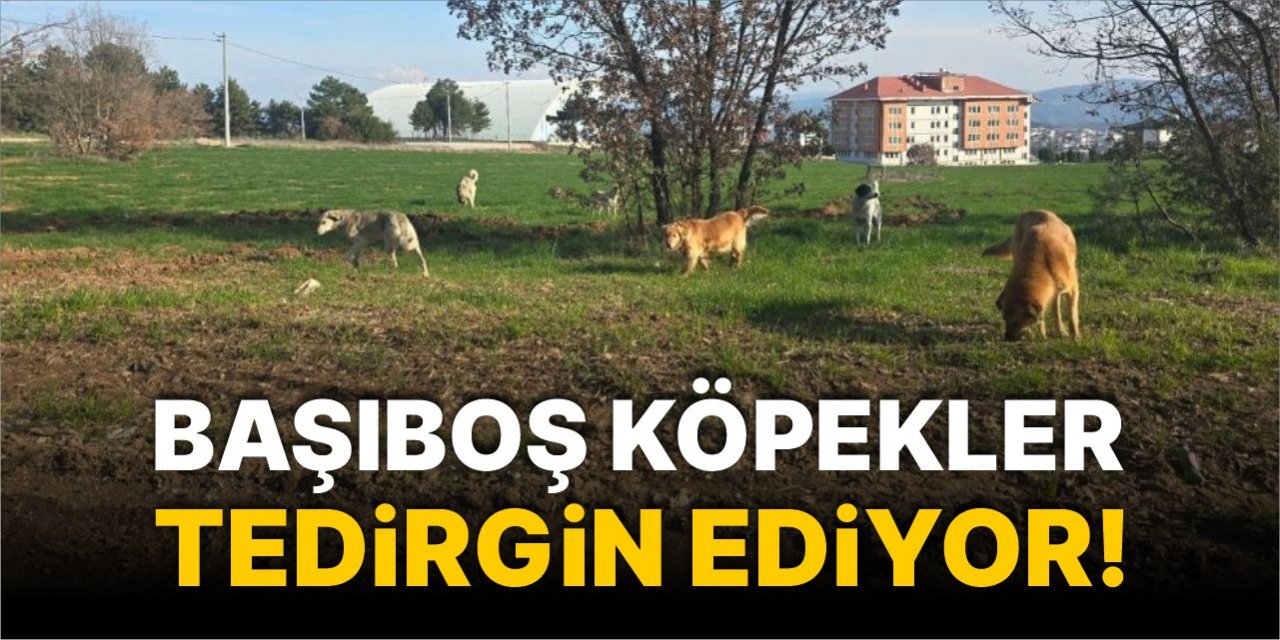 Başıboş köpekler tedirgin ediyor