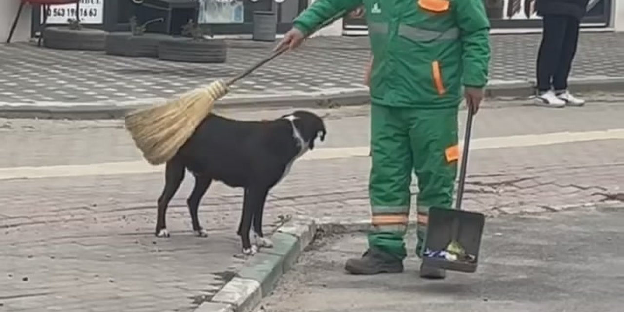 Sokak Köpeğinin Sırtını Süpürge İle Temizleyen Görevli Yüzleri Gülümsetti