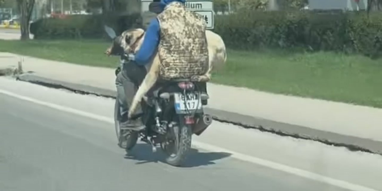 Hem Kendi Canlarını Hem Köpeği Tehlikeye Attılar