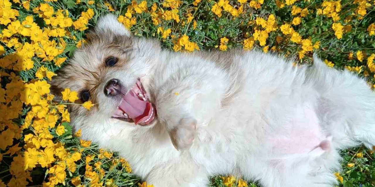 Çiçekler Arasında Oynayan Sevimli Köpeklerin Halleri Gülümsetti