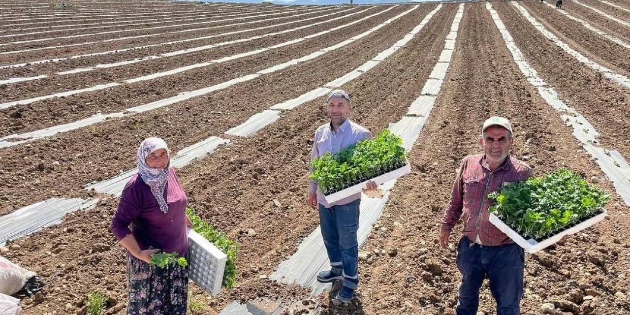 Karpuz Fideleri Toprakla Buluştu