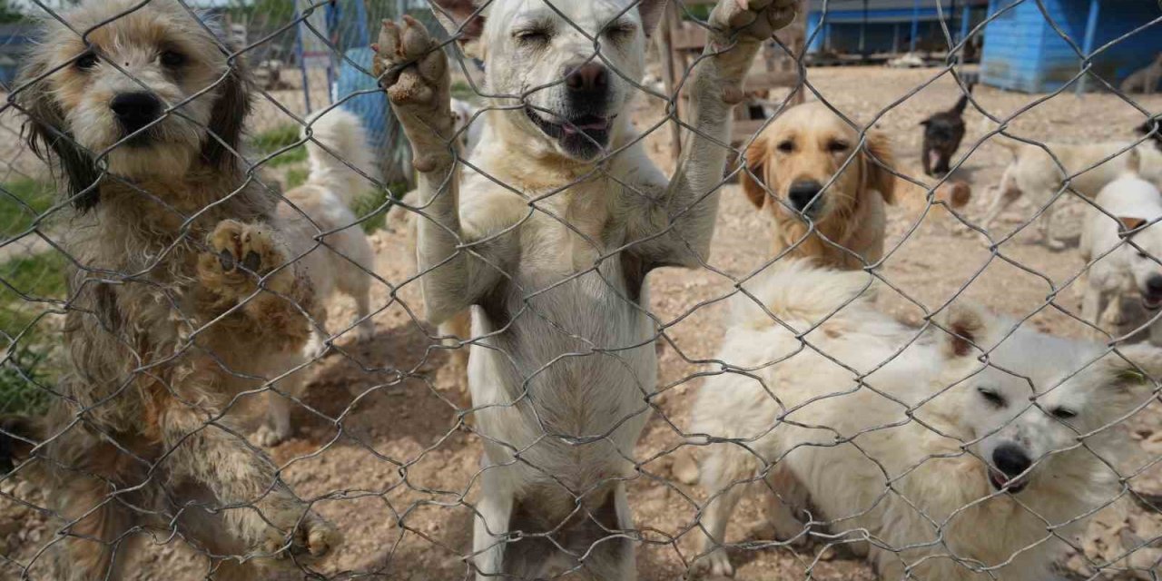 Terk Edilen Cins Köpekler Yuva Arıyor