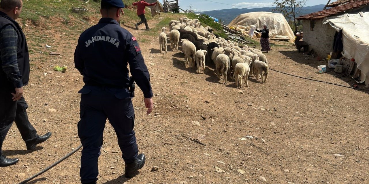 Kaybolan 55 Küçükbaş Hayvanı Jandarma Buldu