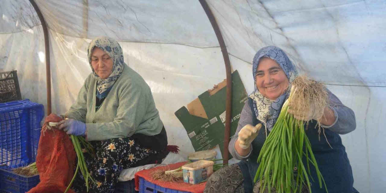 Kadınların Çamurdan Temizlediği Yeşil Soğan Sofraları Süslüyor